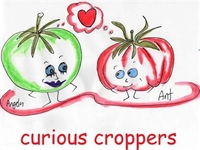 Curious Croppers Tomatoes: New Zealand’s Heirloom Marvels Curious Croppers Tomatoes: New Zealand’s Heirloom Marvels