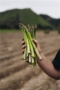 Purple & Green Asparagus from Mangaweka: A Seasonal Star for NZ Chefs Purple & Green Asparagus from Mangaweka: A Seasonal Star for NZ Chefs