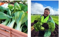 Supplier Spotlight: The Fresh Grower – Premium Greens from Pukekohe Hill Supplier Spotlight: The Fresh Grower – Premium Greens from Pukekohe Hill