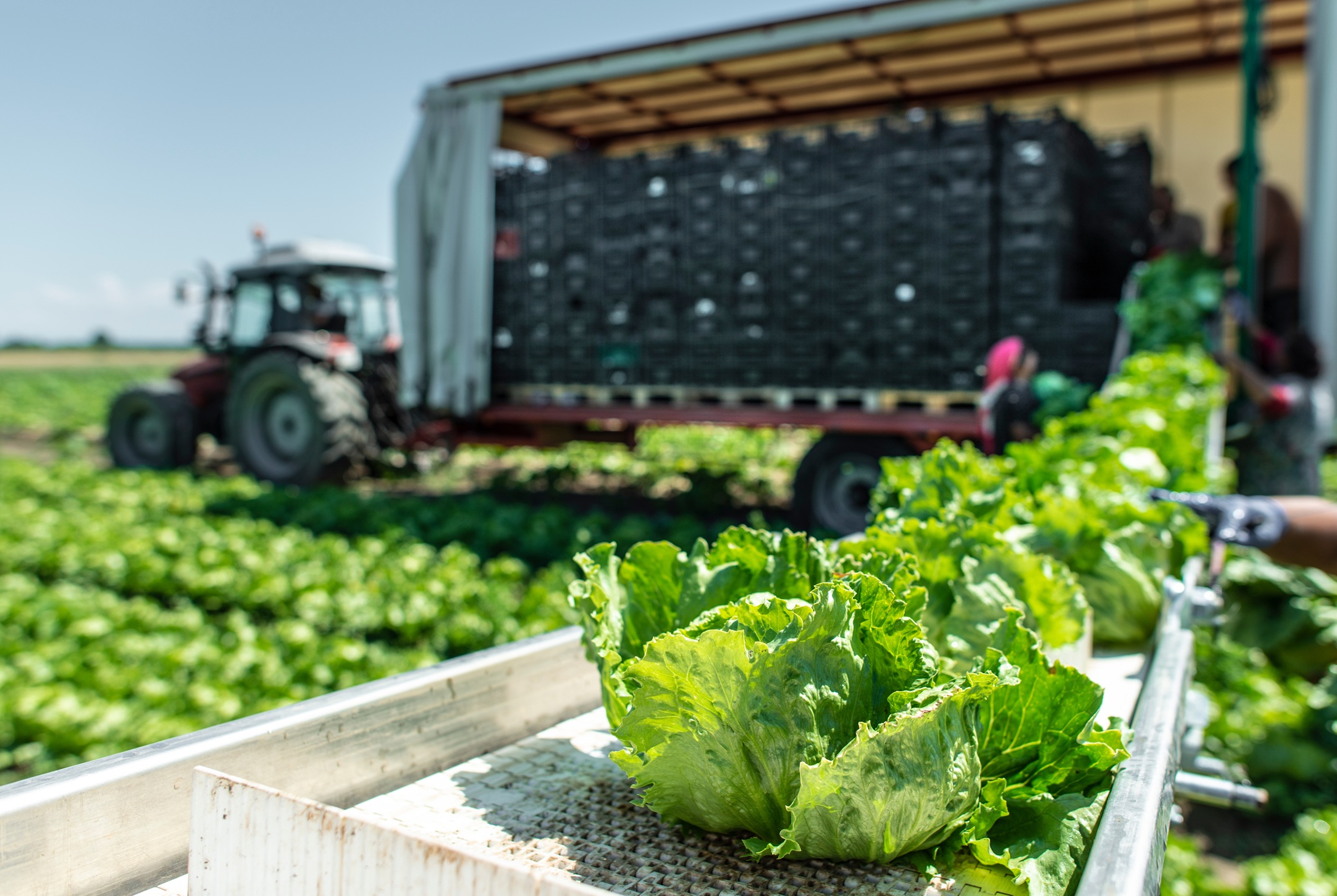Elevating Foodservice in New Zealand: The Produce Company Difference