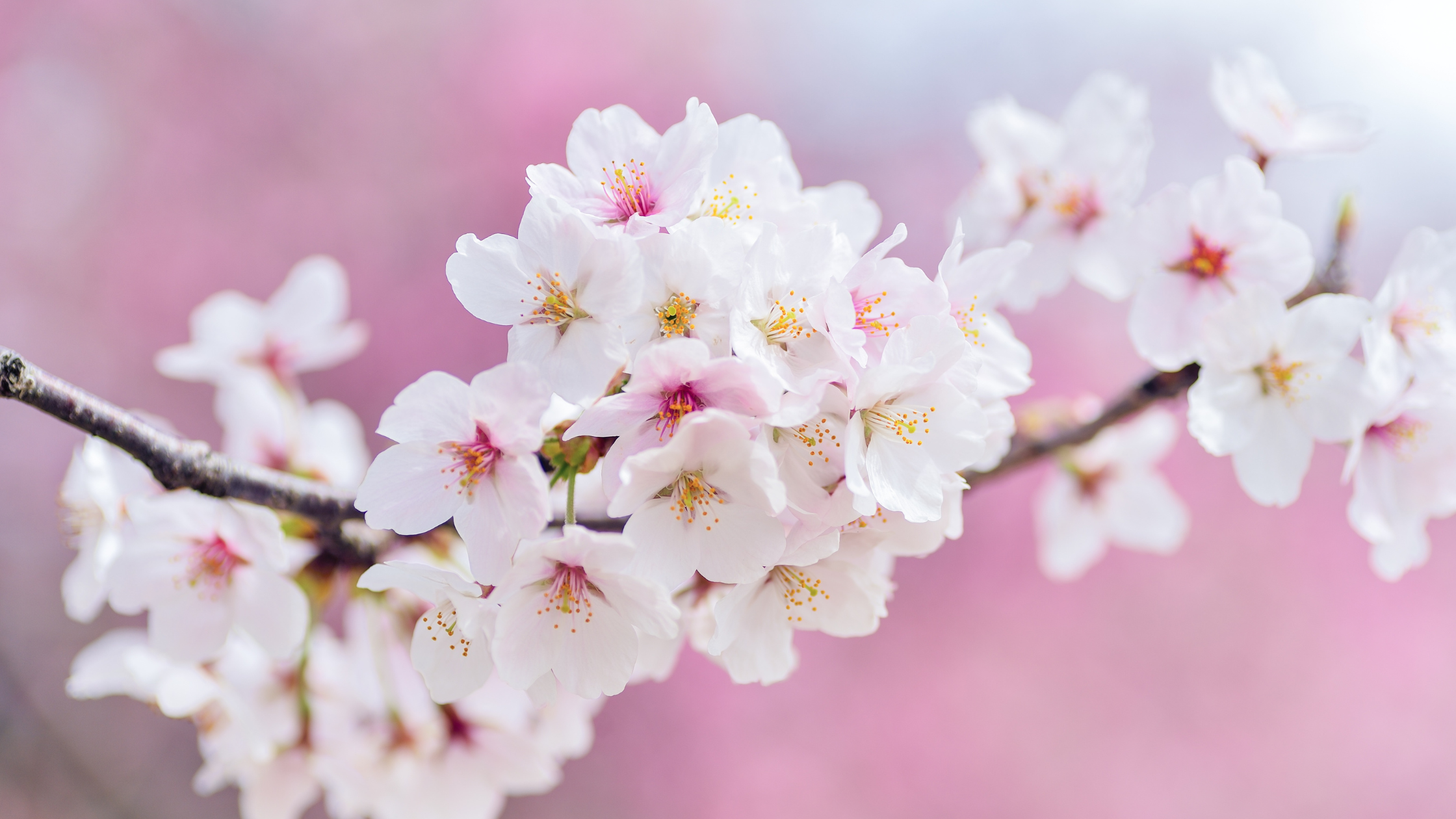🌱 Spring Pantry Essentials for Commercial Kitchens in New Zealand